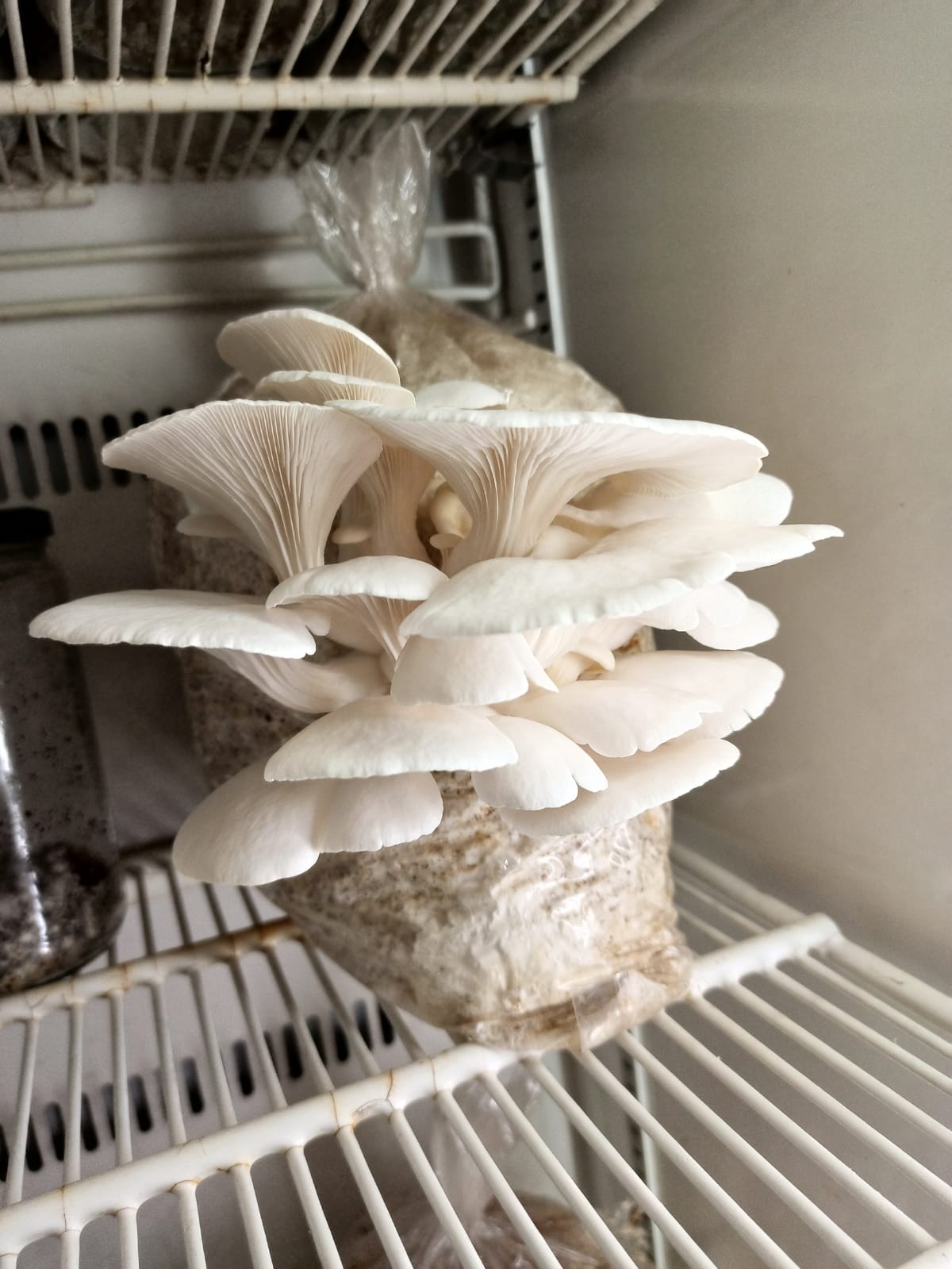 Cluster of Blue Oyster mushrooms