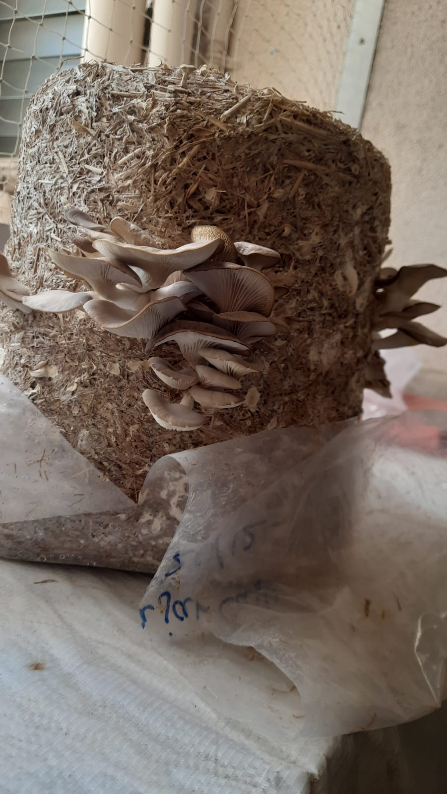 Grey Oyster mushrooms growing on a block