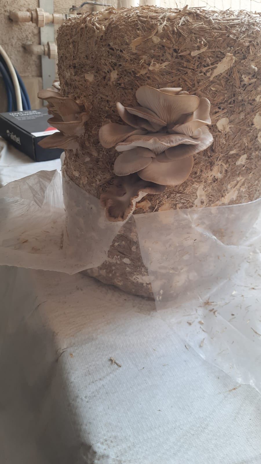 Grey Oyster mushrooms (Pleurotus sajor-caju) fruiting from a substrate block