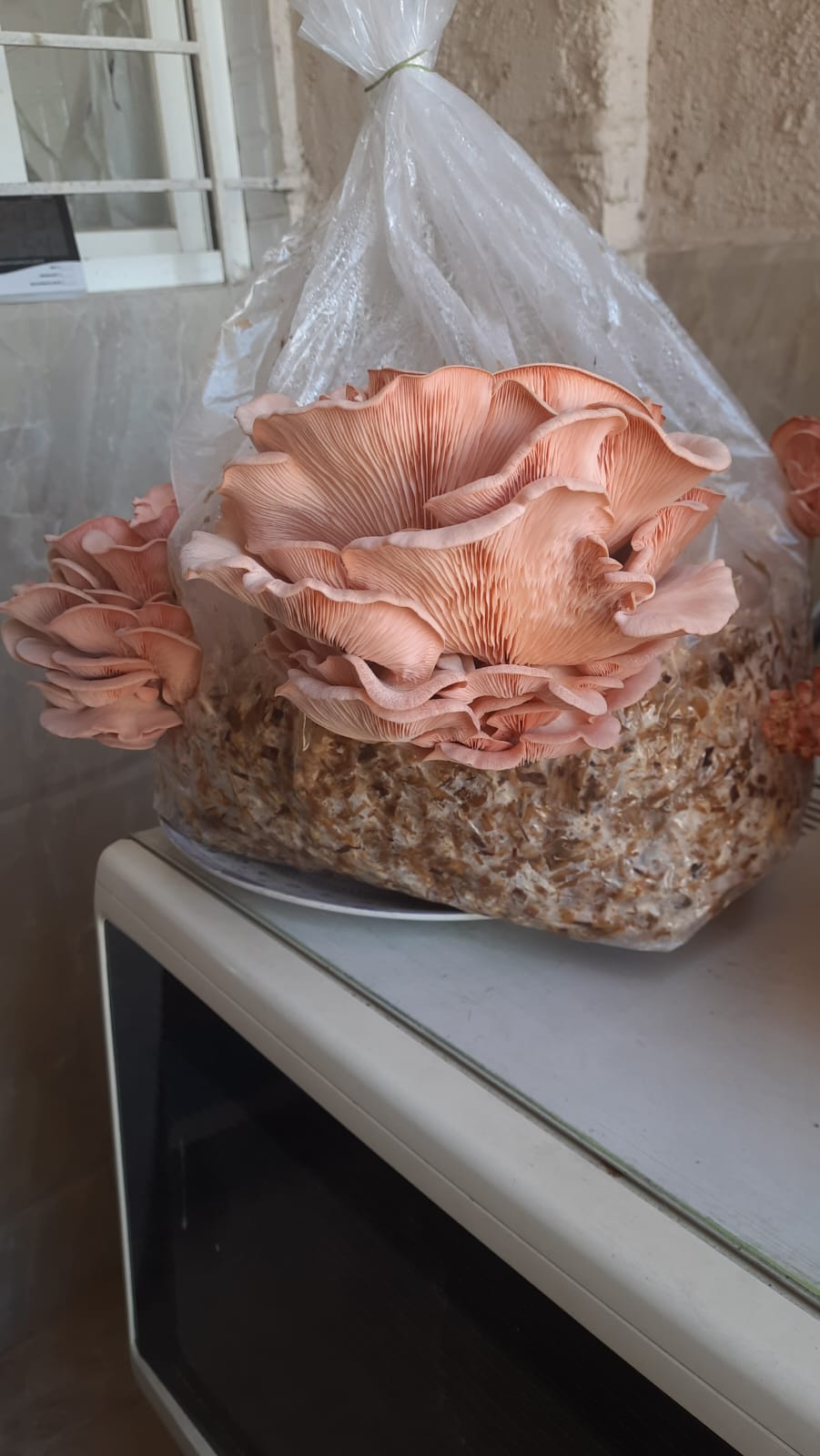Pink Oyster mushroom cluster