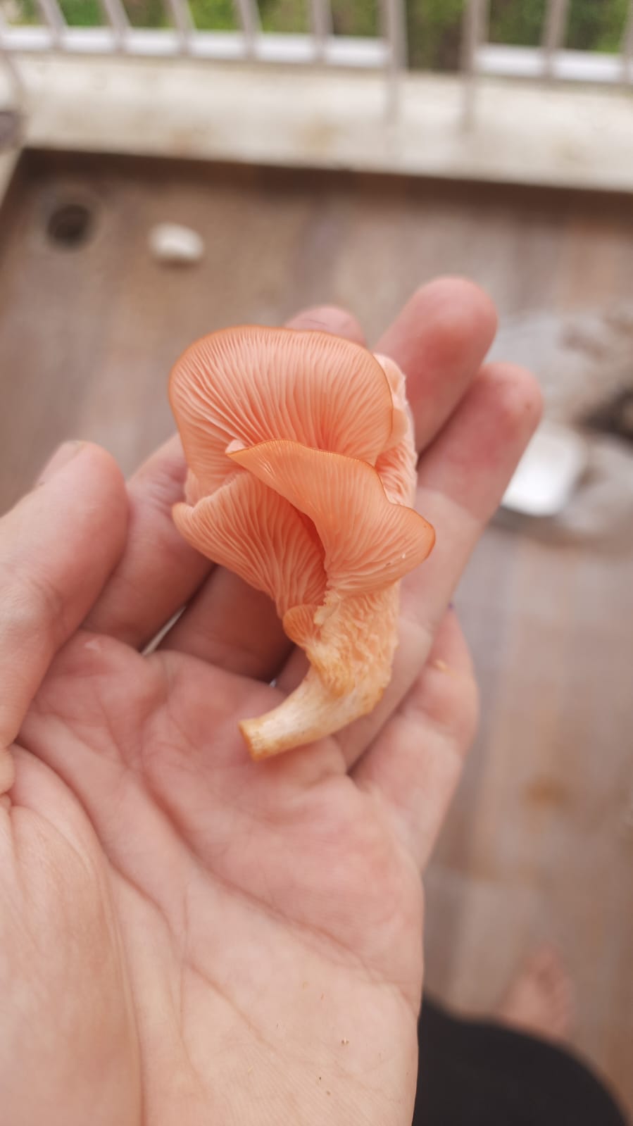 Pink Oyster fruiting bodies close up