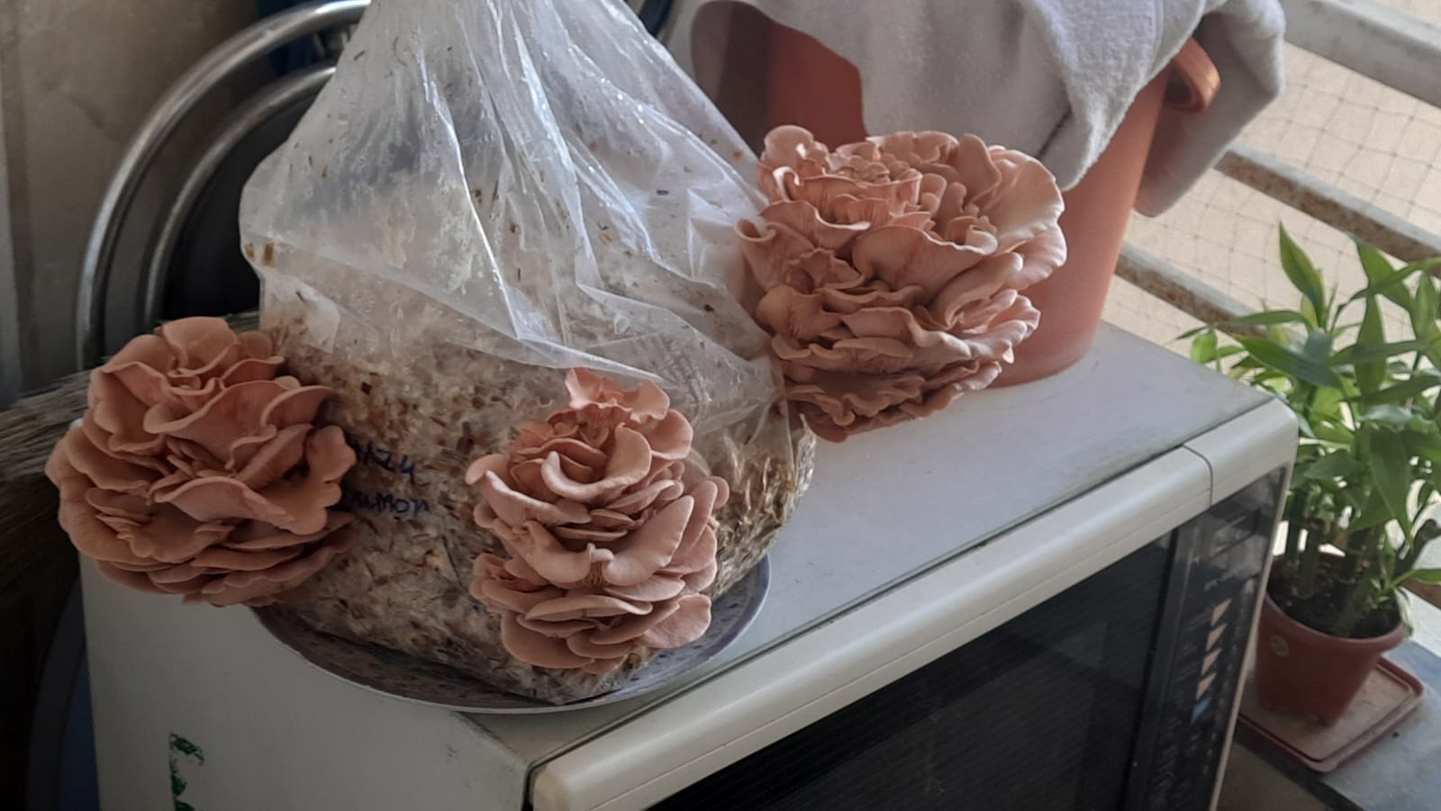 Pink Oyster mushrooms (Pleurotus djamor) with vivid pink clusters